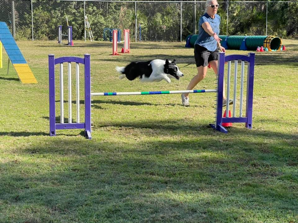 Sarasota Obedience Training