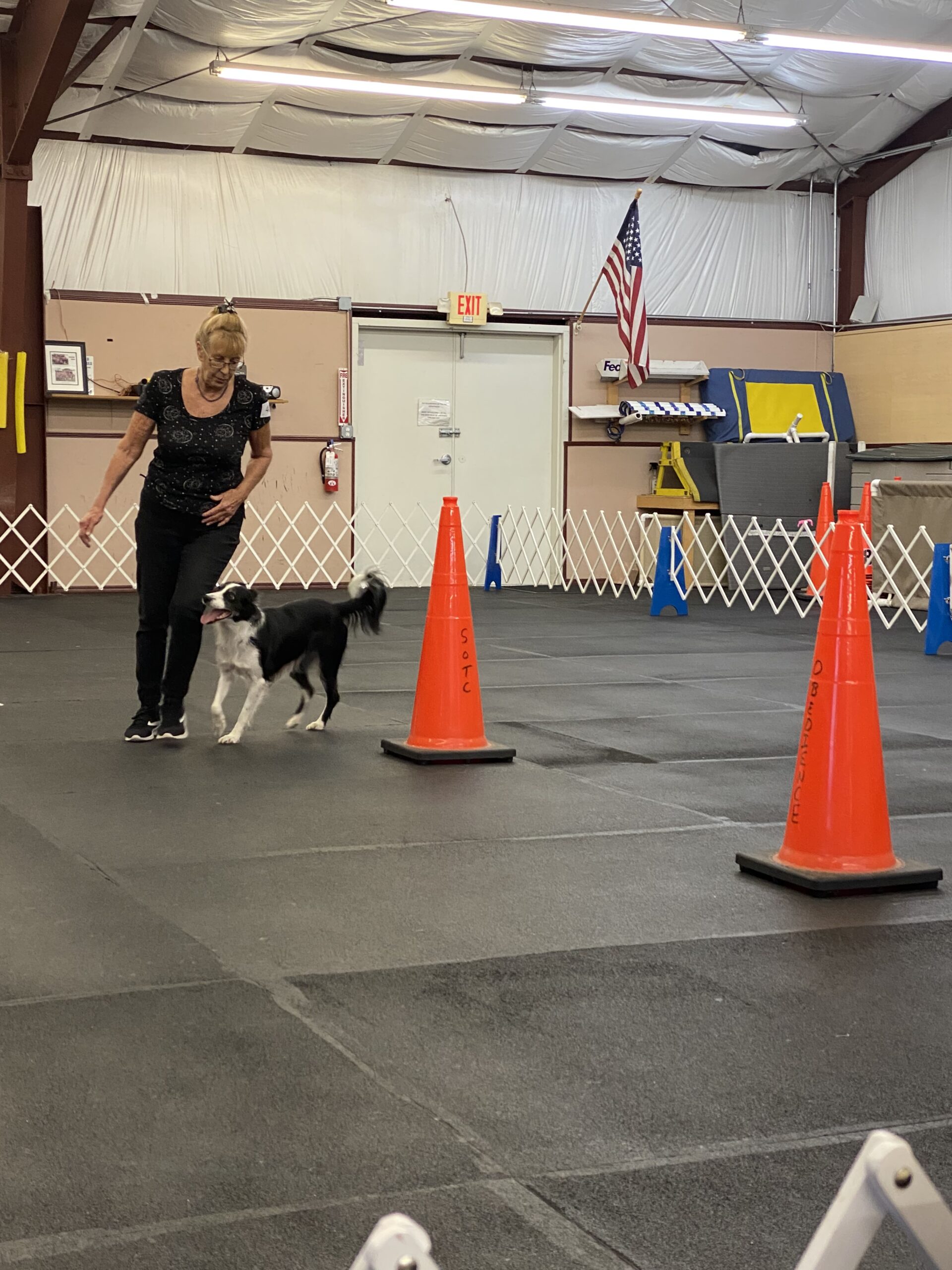 Sarasota Obedience Training